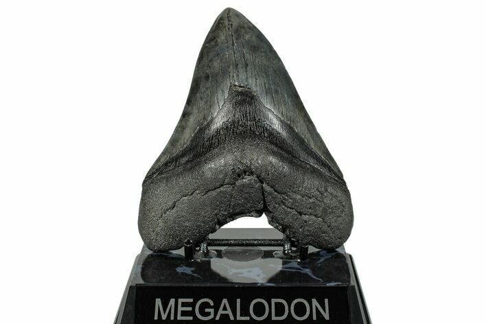 Fossil Megalodon Tooth - South Carolina #272473